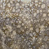 Sahara
